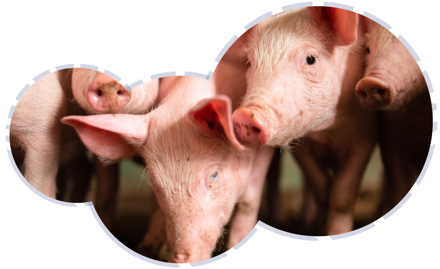 Project varkenshouderij